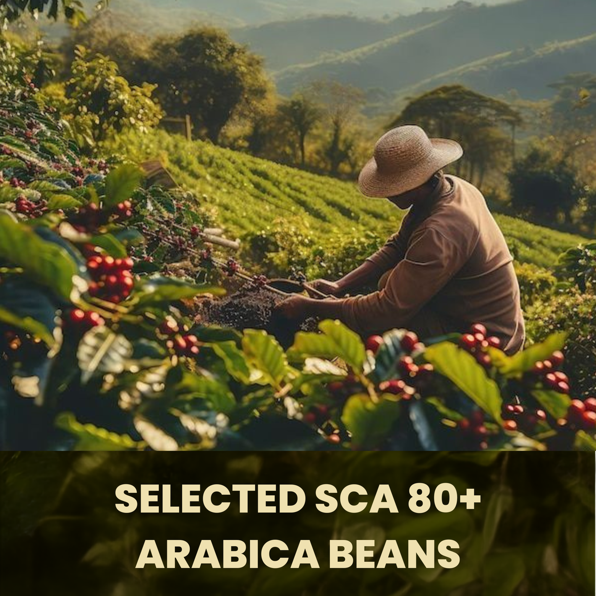 CAPBREW BUNDLE SET - 24Caps